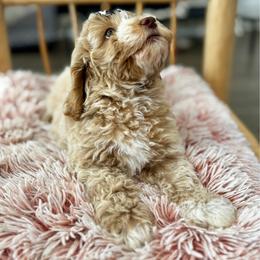 Expo - Caramel cream female Labradoodle puppy in Camden, North Carolina from Oopsie Doodles of NC