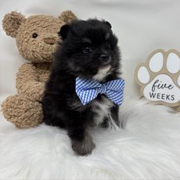Snicker - Black and tan parti male Pomeranian puppy in Concord, California from Eelan’s Poms