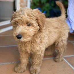Bernedoodle and Goldendoodle All Grown Up from Dainty Doodle Dogs