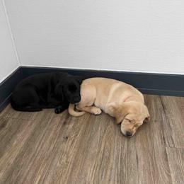 Labrador Retriever Puppies from Branley's Riverside Labradors