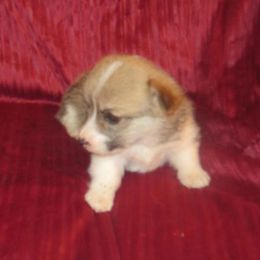 German Shepherds and Pembroke Welsh Corgis from Dell-Mar