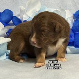 Jeffry - Red tri-color male Australian Shepherd puppy in Bethany, Connecticut from Wynter Thyme Manor Australian shepherds