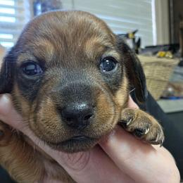 Miss Black - Brindle female Dachshund puppy in Virginia City, Nevada from V.C. Weenies