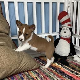 Skye - Red and white female Basenji puppy in New Albany, Indiana from My African Gems
