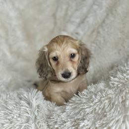 Dillard price 5000dollars - Cream male Dachshund puppy in Crystal, Michigan from Mare-bella Dachshunds