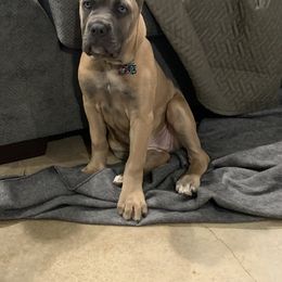 Cane Corso Puppies from Forza Cane Corso