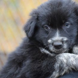 Girl 4 - Black & white female Australian Shepherd puppy in Three Rivers, Michigan from Mitten Australian Shepherds