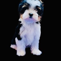 Biewer Terrier Puppies from Maddylane Biewer Terriers