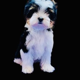 Biewer Terrier Puppies from Maddylane Biewer Terriers