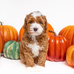 Australian Labradoodle Puppies from Sunny Day Doodles
