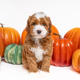 Australian Labradoodle Puppies from Sunny Day Doodles