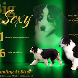 Sexy - Miniature Australian Shepherd