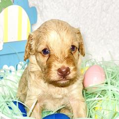 Girl 1 - Goldendoodle puppy in Miami Dade County, Florida from RoyalPaws_Miami
