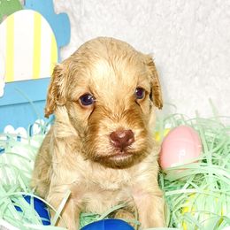 Girl 1 - Goldendoodle puppy in Miami Dade County, Florida from RoyalPaws_Miami