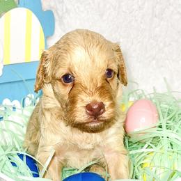 Girl 1 - Goldendoodle puppy in Miami Dade County, Florida from RoyalPaws_Miami
