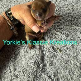Quade - Chocolate and tan male Yorkshire Terrier puppy in Dierks, Arkansas from Yorkie’s Klassie Kreations
