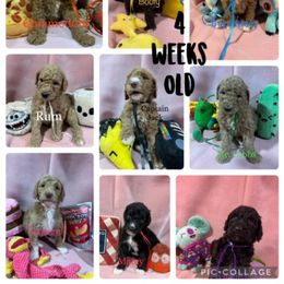 Poodle Puppies from Stunningly Sweet Standards