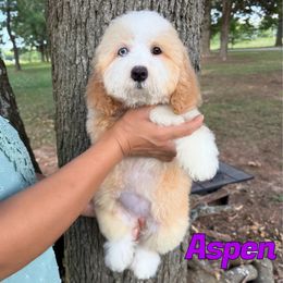 Aspen - Red female Bernedoodle puppy in Mount Vernon, Missouri from PoodlelyDoodlely