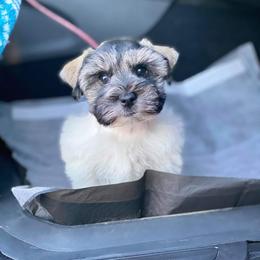 Miniature Schnauzer Puppies from Fraizer Farms