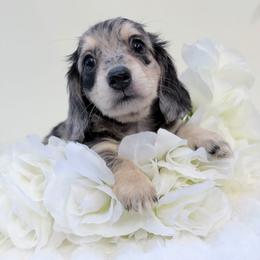 Mindy - Dapple female Dachshund puppy in Richmond, Virginia from Irresistible Dachshunds & Cavaliers