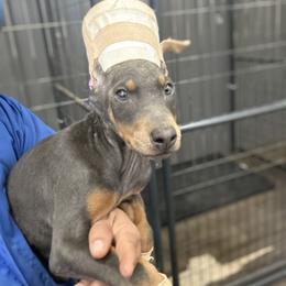 Girl 3 - Blue and rust female Doberman Pinscher puppy in Elgin, Texas from New Horizons Kennels