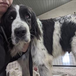 Tibbs - Newfoundland
