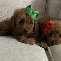 Lisa - Red  female Goldendoodle puppy in Mint Hill, North Carolina from DoodleForever
