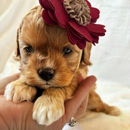 Lil - Red female Cavapoo puppy in Adrian, Oregon from ApplebyFarm