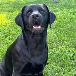 Winnie - Labrador Retriever