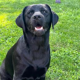 Winnie - Labrador Retriever