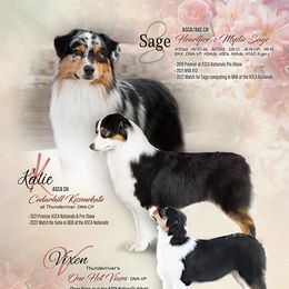 Australian Shepherd All Grown Up from Thunder River