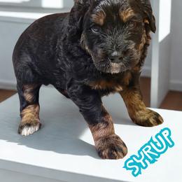 Syrup - Sable male Aussiedoodle puppy in Ellenburg Center, New York from Kristin's Puppies