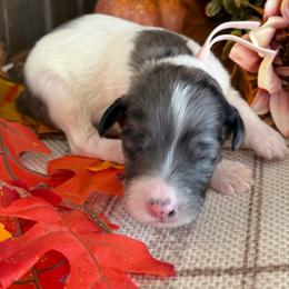 Nutmeg - Grey and white female Bernedoodle puppy in Gilbert, Arizona from The Berne Barn... it’s a Doodle thing!