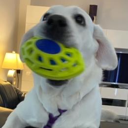 Labrador Retrievers from Lady M Labradors
