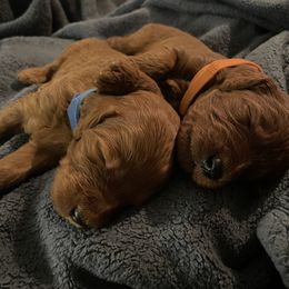 Goldendoodle and Poodle Puppies from Doodles by Design