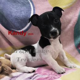 Kandy - White and black female Teddy Roosevelt Terrier puppy in Milaca, Minnesota from Bright Lake Terriers