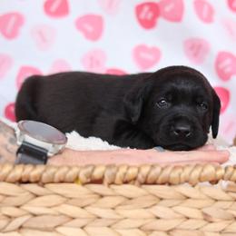 Male two - Black male Labrador Retriever puppy in Williamston, Sc, South Carolina from Dutton Dog Co & Dalla Grazia Doberman