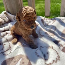 Rosemary - Red female Cavapoo puppy in Waterford, Connecticut from Family Cavapoos
