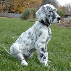 English Setter Puppies from Donna Rolando's English Setters