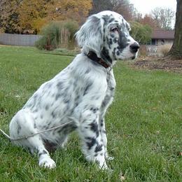 English Setter Puppies from Donna Rolando's English Setters