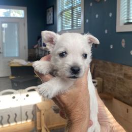Green boy - White male West Highland White Terrier puppy in Idabel, Oklahoma from Ravens Nest Westies