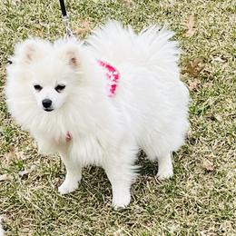 Anna - White female Pomeranian puppy in St. Louis, Missouri from Saint Louis Pomeranian babies