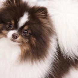 Clover - Pomeranian