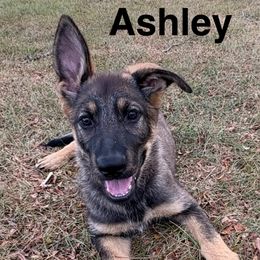 Girl2 - Sable female German Shepherd puppy in Whitehouse, Ohio from Providence Landhaus