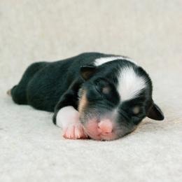 Lexington(Lexi) - Black tri-color female Australian Shepherd puppy in Aberdeen, North Carolina from Huckleberry Hill Aussies LLC.