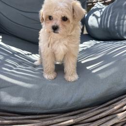 Glory ( tiny toy) - Apricot female Maltipoo puppy in Fredericktown, Missouri from Doodle Pups Fur-Ever