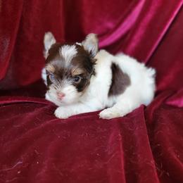 Lily - Parti female Yorkshire Terrier puppy in Buda, Texas from BIOLA'S YORKIES