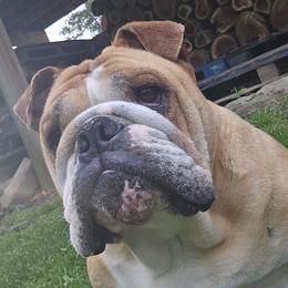 Chai - Bulldog