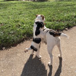 Jack Russell Terrier Puppies from Brigadoon Farm