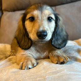 Etta - Cream female Dachshund puppy in Jonesboro, Illinois from Twin Hills Dachshunds